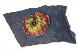 Canadian Ammonite Placenticeras intercalare on Matrix - ALF1519U16