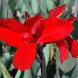 Canna 'Black Knight' - Red w/ Burgandy Foliage (Bare Root)